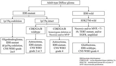 Advances in diffuse glioma assessment: preoperative and postoperative applications of chemical exchange saturation transfer